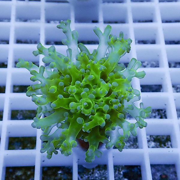 【サンゴ現物21】タコアシサンゴ フラグ!15時までのご注文で当日発送 【...