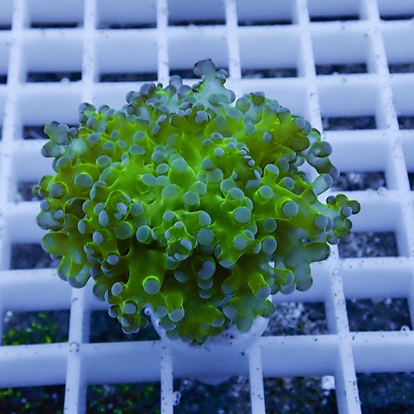 【サンゴ現物23】タコアシサンゴ フラグ!15時までのご注文で当日発送 【...