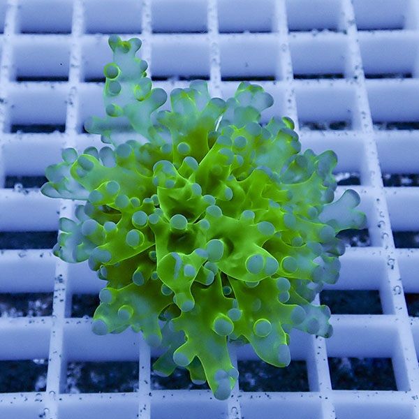【サンゴ現物24】タコアシサンゴ フラグ!15時までのご注文で当日発送 【...
