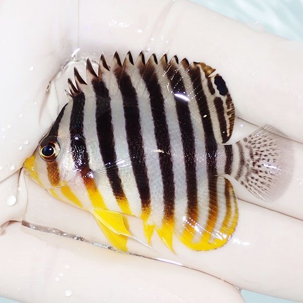 【現物10】シマヤッコ 5.5cm±! 海水魚 生体 15時までのご注文で当日発送...