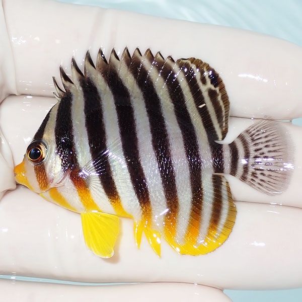 【現物12】シマヤッコ 5.5cm±! 海水魚 生体 15時までのご注文で当日発送...