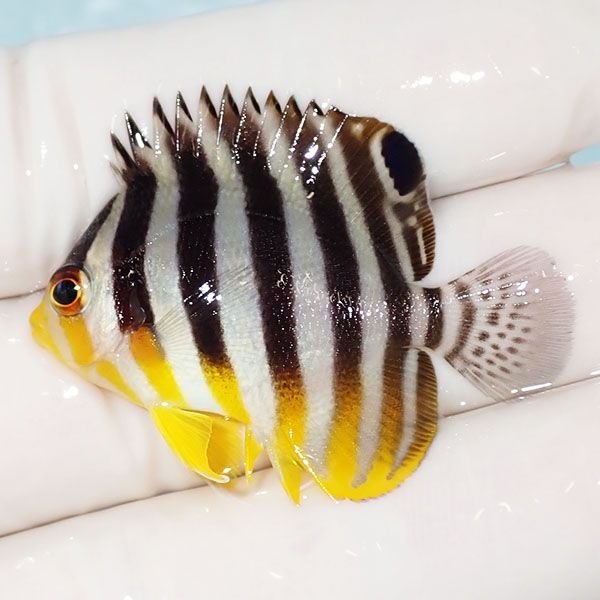 【現物13】シマヤッコ 4.2cm±! 海水魚 生体 15時までのご注文で当日発送...