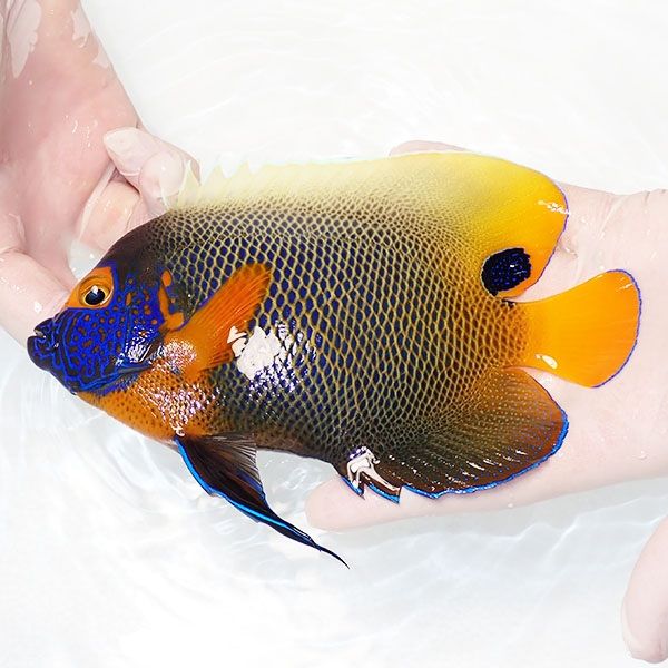 【現物1】 アデヤッコ 成魚 17cm±! 海水魚 ヤッコ(t111(t207