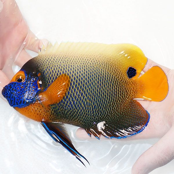 【現物2】 アデヤッコ 成魚 19cm±! 海水魚 ヤッコ(t111(t207