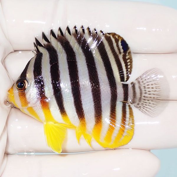 【現物14】シマヤッコ 5.5cm±! 海水魚 生体 15時までのご注文で当日発送...