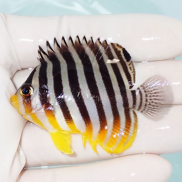 【現物21】シマヤッコ 6cm±! 海水魚 生体 15時までのご注文で当日発送(t...