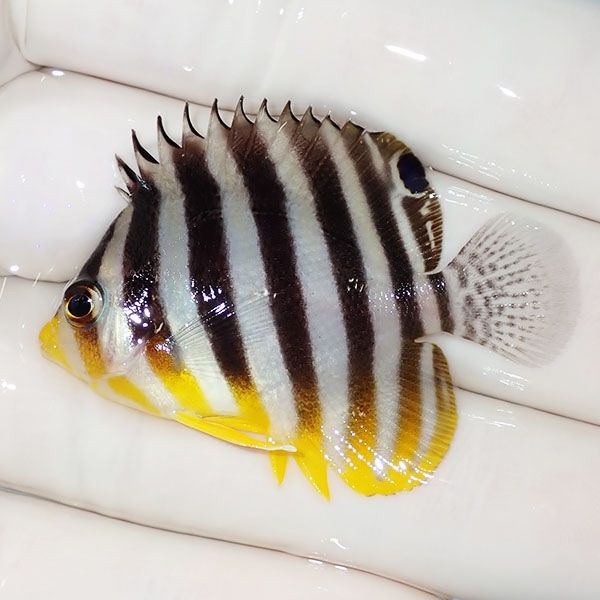 【現物15】シマヤッコ 4.5cm±! 海水魚 生体 15時までのご注文で当日発送...