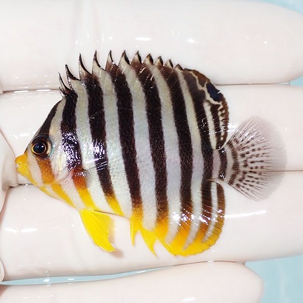 【現物16】シマヤッコ 5.5cm±! 海水魚 生体 15時までのご注文で当日発送...