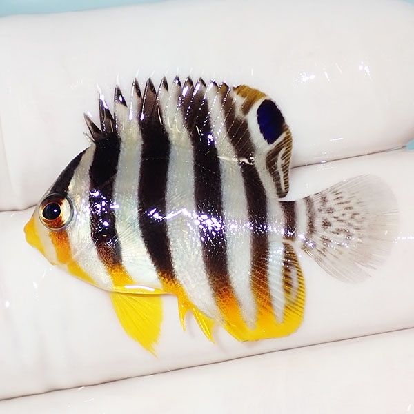 【現物18】シマヤッコ 3.5cm±! 海水魚 生体 15時までのご注文で当日発送...