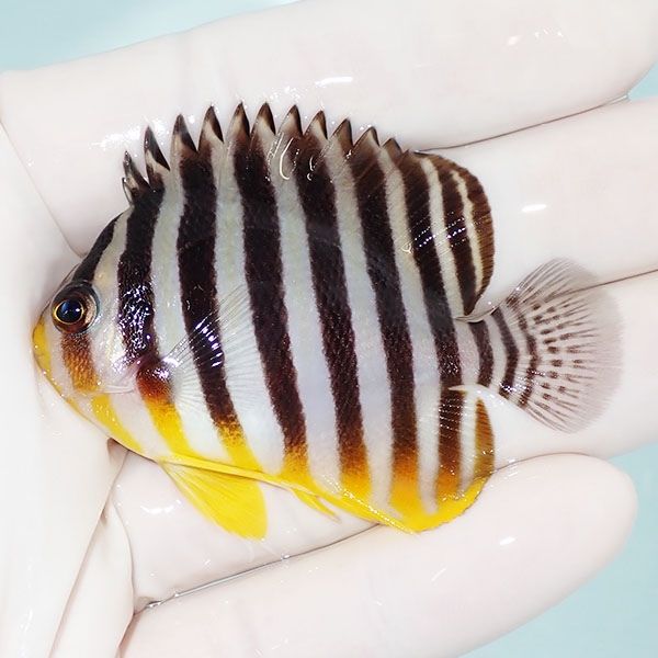 【現物19】シマヤッコ 6cm±! 海水魚 生体 15時までのご注文で当日発送(t...