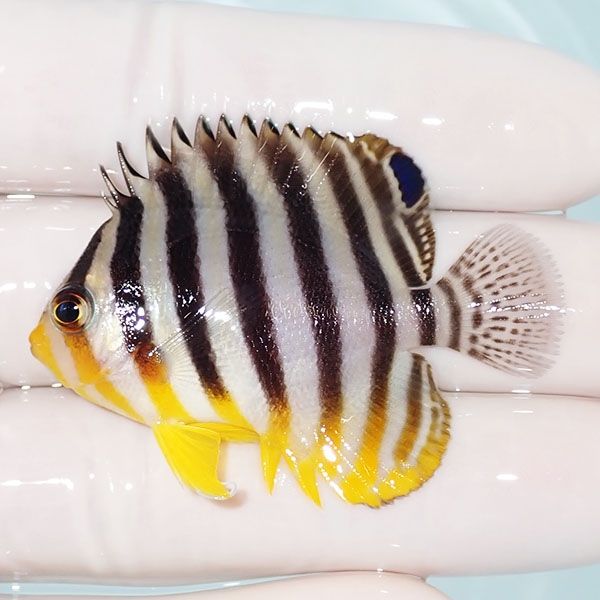 【現物20】シマヤッコ 5.2cm±! 海水魚 生体 15時までのご注文で当日発送...