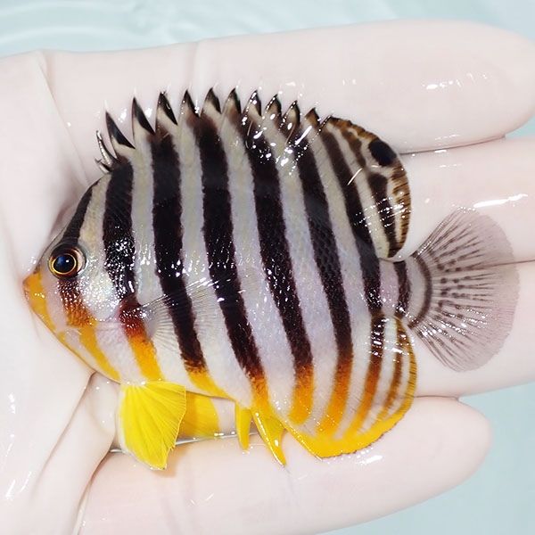 【現物22】シマヤッコ 7cm±! 海水魚 生体 15時までのご注文で当日発送(t...