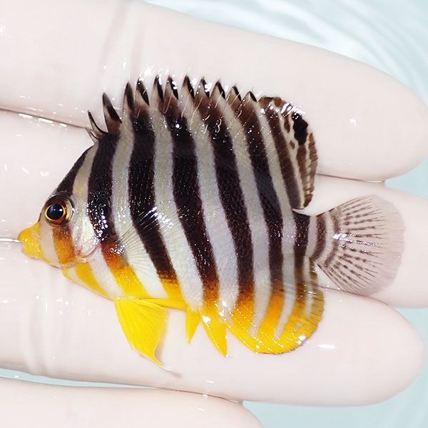 【現物23】シマヤッコ 5.5cm±! 海水魚 生体 15時までのご注文で当日発送...