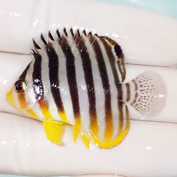 【現物24】シマヤッコ 4.5cm±! 海水魚 生体 15時までのご注文で当日発送...