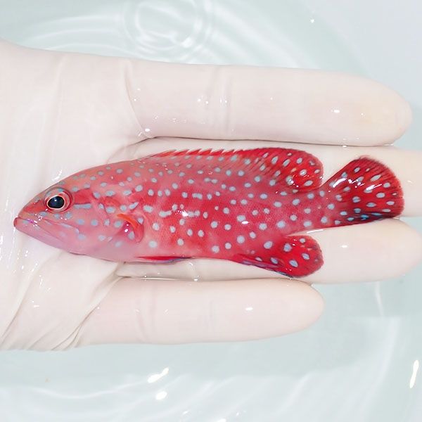 【現物1】ユカタハタ 9.5cm±!海水魚 ハタ 15時までのご注文で当日発送(...