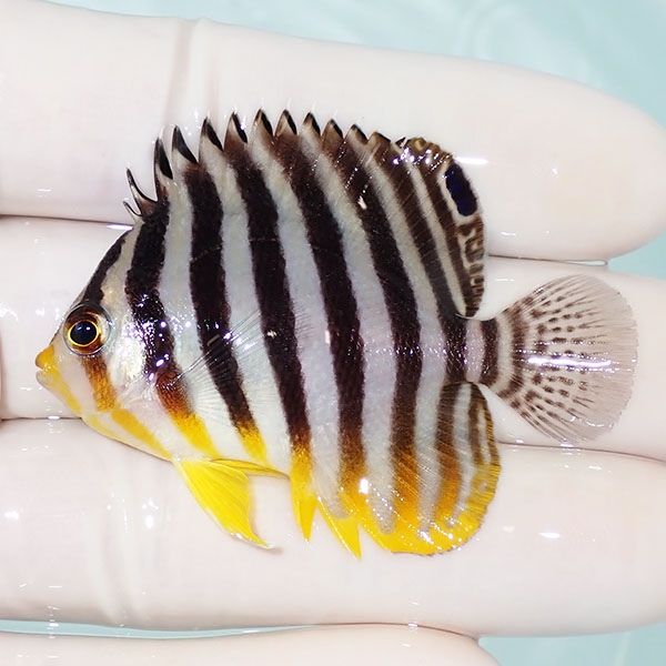 【現物25】シマヤッコ 5.5cm±! 海水魚 生体 15時までのご注文で当日発送...