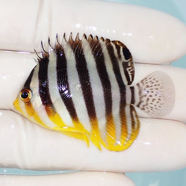 【現物26】シマヤッコ 5cm±! 海水魚 生体 15時までのご注文で当日発送(t...