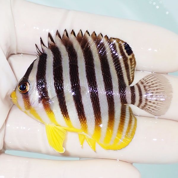 【現物28】シマヤッコ 6cm±! 海水魚 生体 15時までのご注文で当日発送(t...