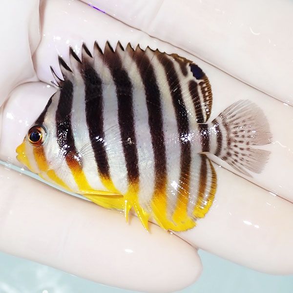 【現物29】シマヤッコ 5cm±! 海水魚 生体 15時までのご注文で当日発送(t...