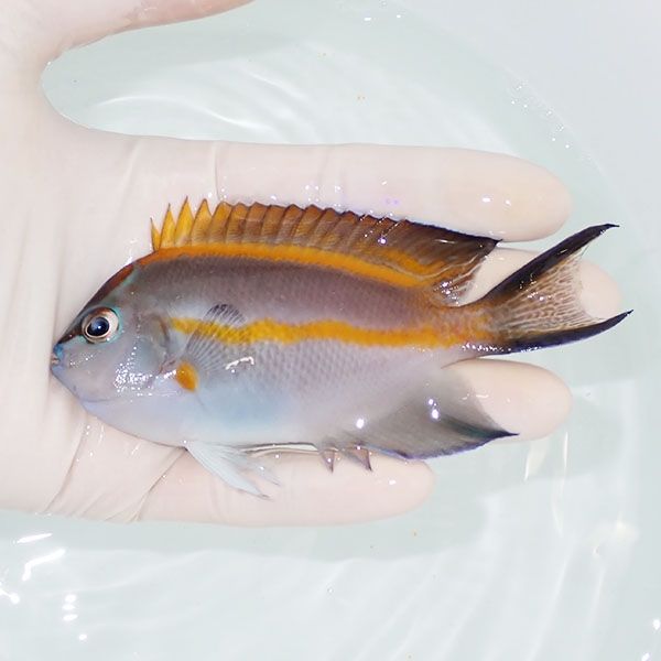 【現物1】ベルスエンゼル♂ （オーネイトエンゼル）11cm±!海水 生体 ヤッ...