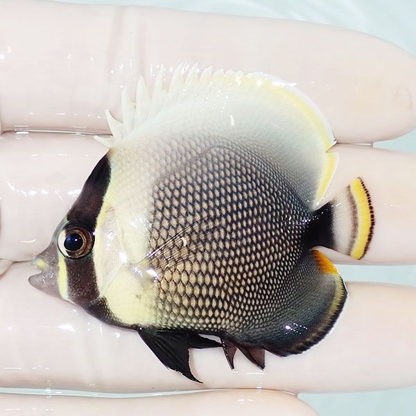 【現物】ハクテンカタギ 5cm± !海水魚 生体 15時までのご注文で当日発送...