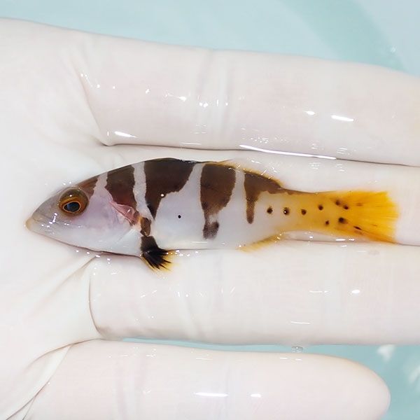 【現物1】コクハンアラ 6.5cm± !海水魚 生体 15時までのご注文で当日発...
