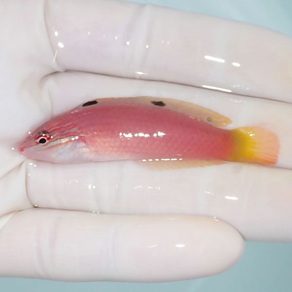 【現物】バビラス 6cm! 海水魚 ベラ !15時までのご注文で当日発送(t122(...