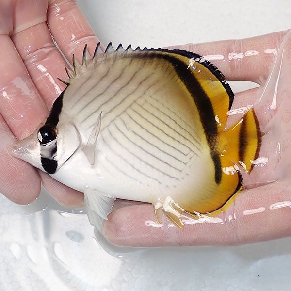 【現物】フウライチョウ 10cm±!海水魚 チョウチョウウオ 15時までのご注...
