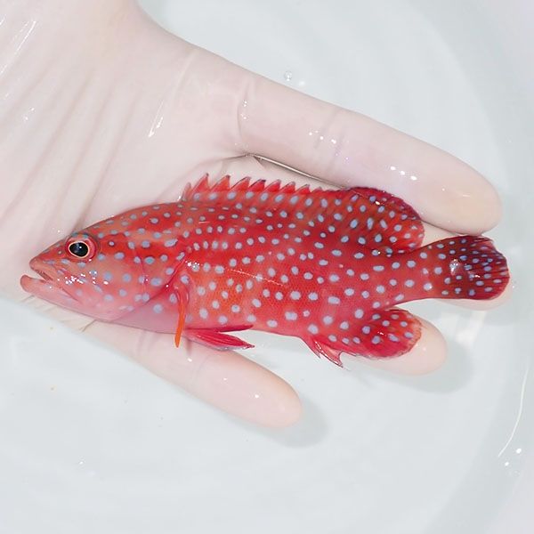 【現物2】ユカタハタ 12.5cm± !海水魚 生体 15時までのご注文で当日発送...