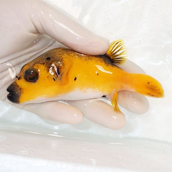 【現物】コクテンフグ イエロー 13-14cm± ! 海水魚 フグ 15時までのご注...
