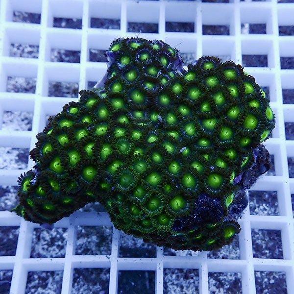 【サンゴ現物13】マメスナギンチャク !15時までのご注文で当日発送(t144