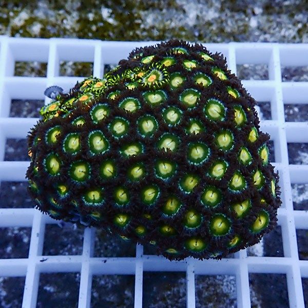 【サンゴ現物14】マメスナギンチャク !15時までのご注文で当日発送(t144