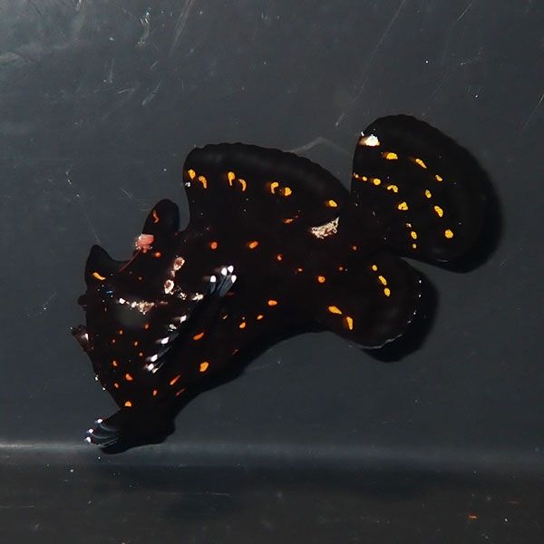 【現物8】クマドリカエルアンコウ 5.5cm! 海水魚 アンコウ 15時までのご...
