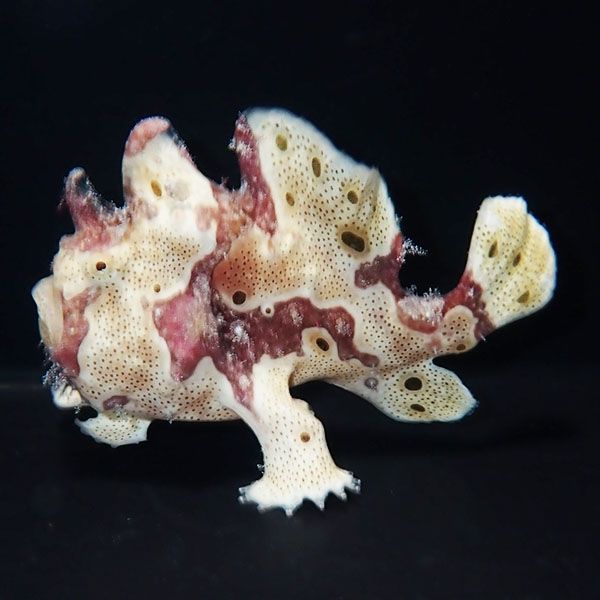 【現物3】イロカエルアンコウ 7.5cm! 海水魚 アンコウ 15時までのご注文...