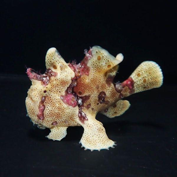 【現物5】イロカエルアンコウ 6.5cm! 海水魚 アンコウ 15時までのご注文...