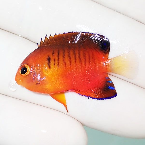 【現物1】ダイダイヤッコ 3.5cm±!海水魚 ヤッコ 15時までのご注文で当日...