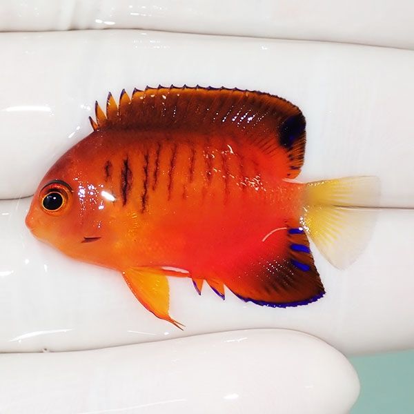【現物3】ダイダイヤッコ 3.7cm±!海水魚 ヤッコ 15時までのご注文で当日...
