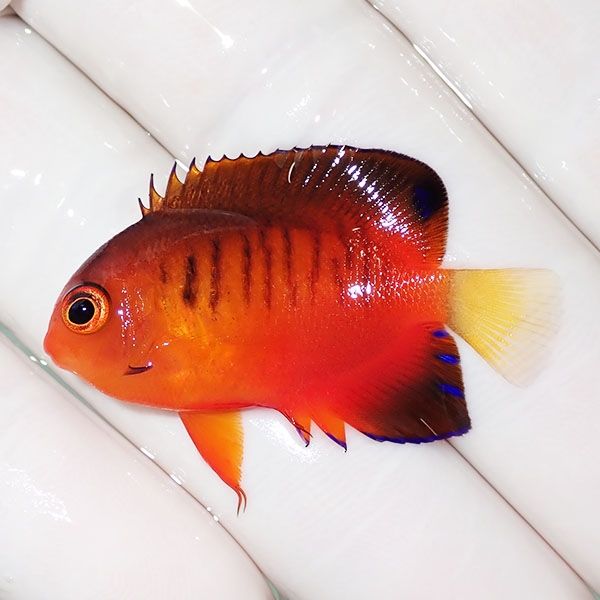 【現物2】ダイダイヤッコ 3.7cm±!海水魚 ヤッコ 15時までのご注文で当日...