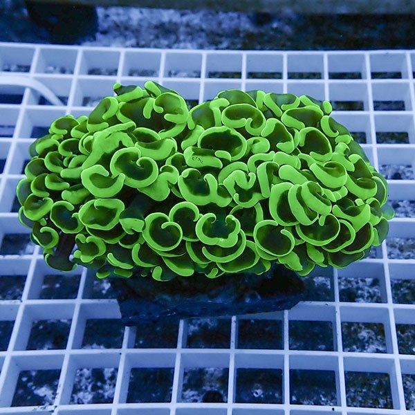 【サンゴ現物29】ナガレハナサンゴ!15時までのご注文で当日発送 【サン...
