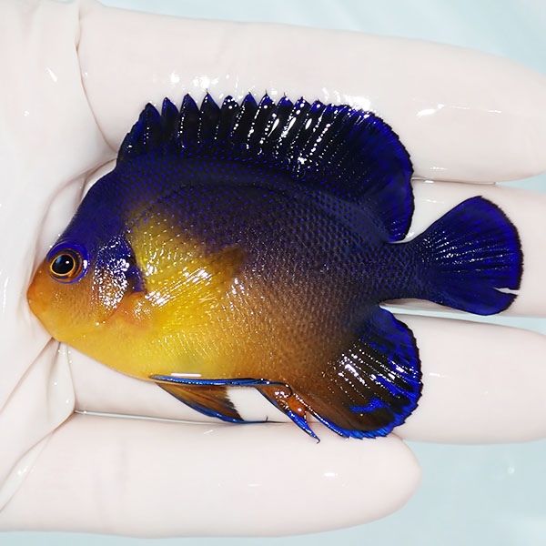 【現物7】スミレヤッコ 6.8cm±! 海水魚 ヤッコ 15時までのご注文で当日...