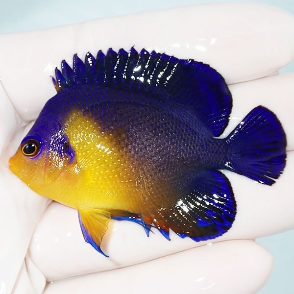 【現物9】スミレヤッコ 6.3cm±! 海水魚 ヤッコ 15時までのご注文で当日...