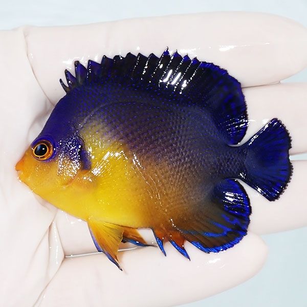 【現物8】スミレヤッコ 6.5cm±! 海水魚 ヤッコ 15時までのご注文で当日...