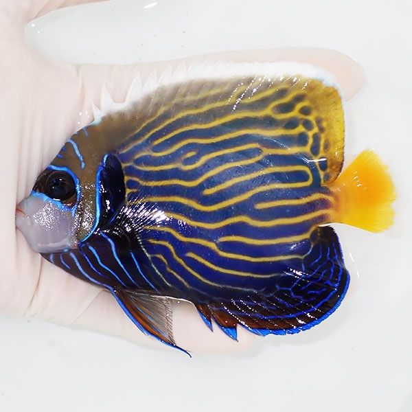 【現物1】背ビレ少し奇形 タテジマキンチャクダイ 12.5cm±!海水魚 ヤッ...
