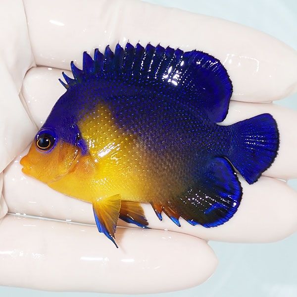 【現物3】スミレヤッコ 6cm±! 海水魚 ヤッコ 15時までのご注文で当日発...