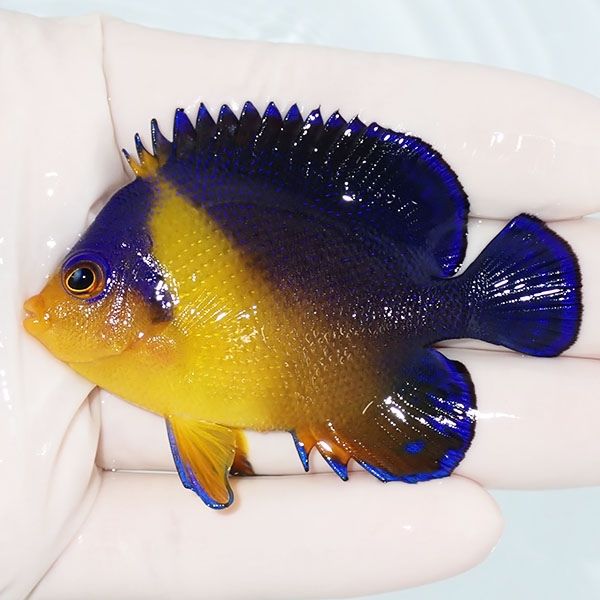 【現物4】スミレヤッコ 7cm±! 海水魚 ヤッコ 15時までのご注文で当日発...