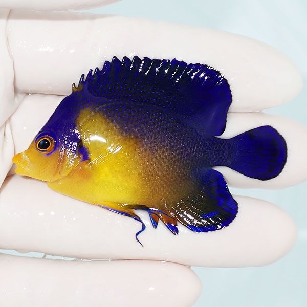 【現物1】スミレヤッコ 6.2cm±! 海水魚 ヤッコ 15時までのご注文で当日...
