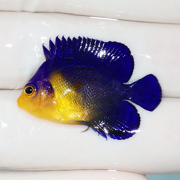 【現物5】スミレヤッコ 3cm±! 海水魚 ヤッコ 15時までのご注文で当日発...