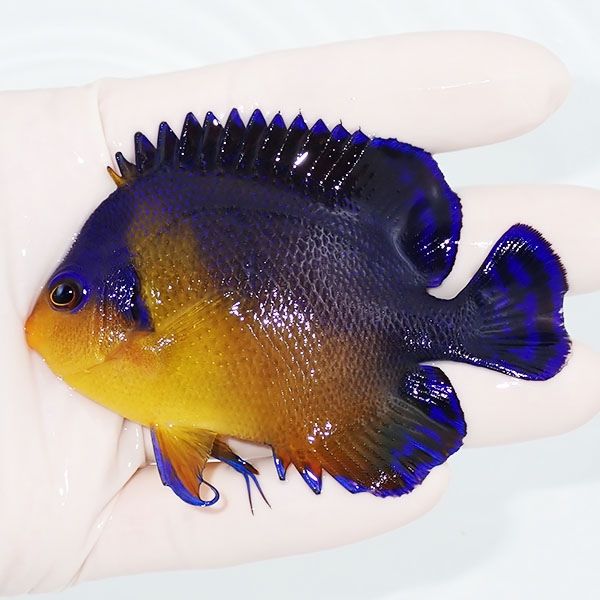【現物6】スミレヤッコ 8.5cm±! 海水魚 ヤッコ 15時までのご注文で当日...