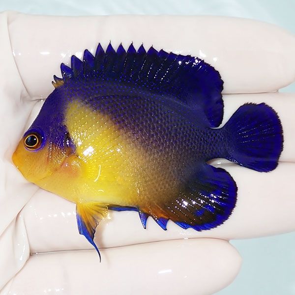 【現物13】スミレヤッコ 6.5cm±! 海水魚 ヤッコ 15時までのご注文で当日...