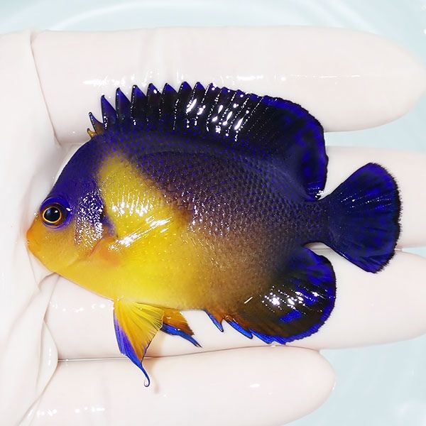 【現物14】スミレヤッコ 6.5cm±! 海水魚 ヤッコ 15時までのご注文で当日...